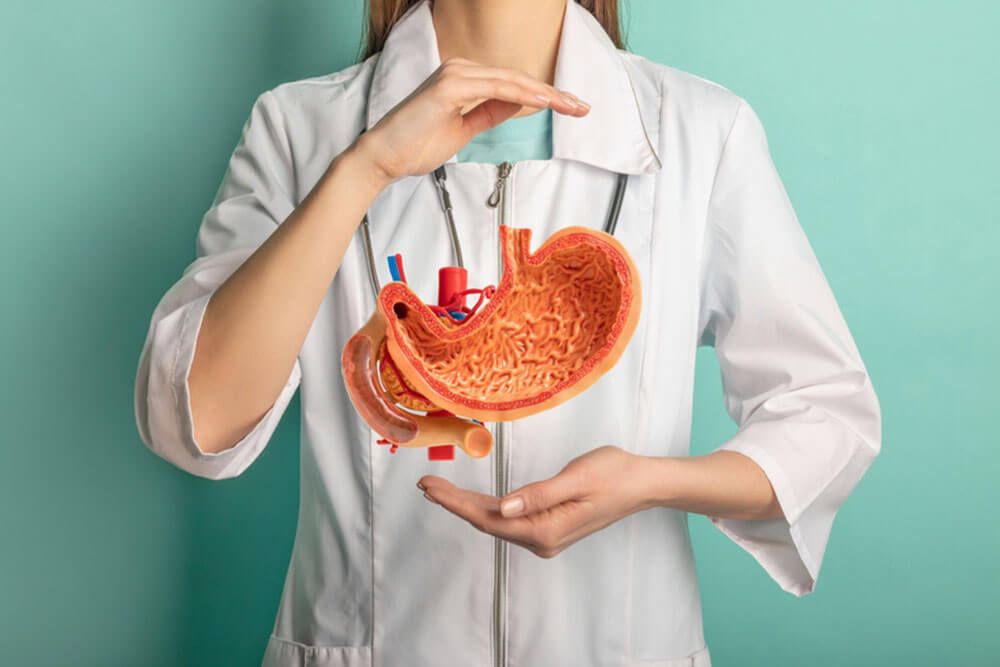 Female doctor with a stethoscope is holding mock stomach in the hands