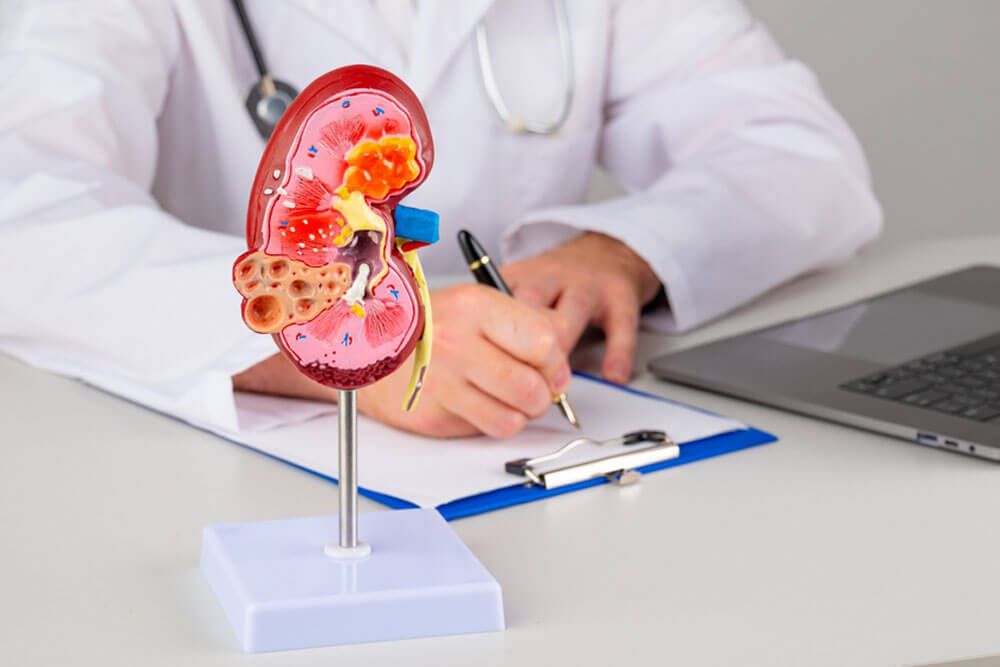 kidney on work desk of doctor