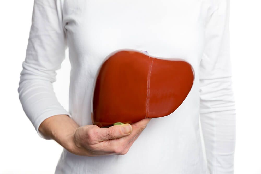 Female person holding red human liver model