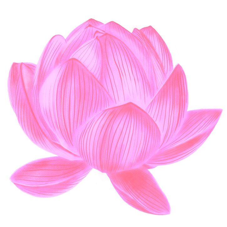Lotus Flower illustration