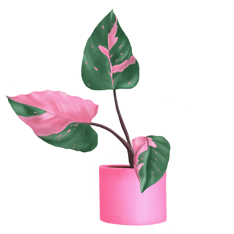 Pink Plant illustration