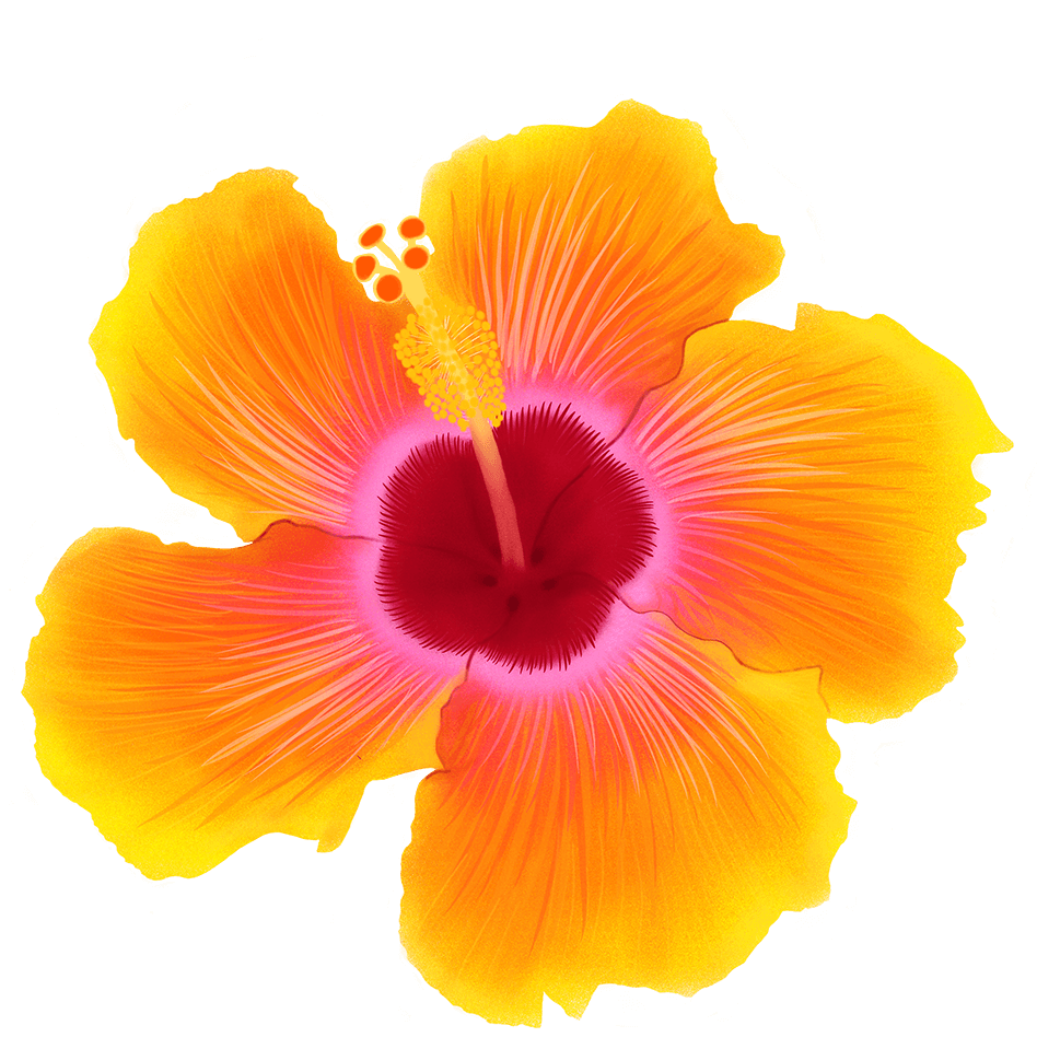 orange flower illustration