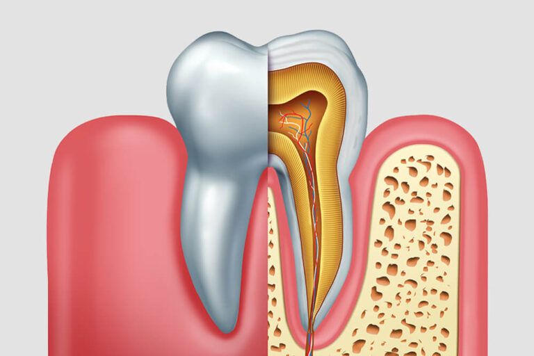 cross section of a molar with nerves and root canal symbol as a 3D illustration