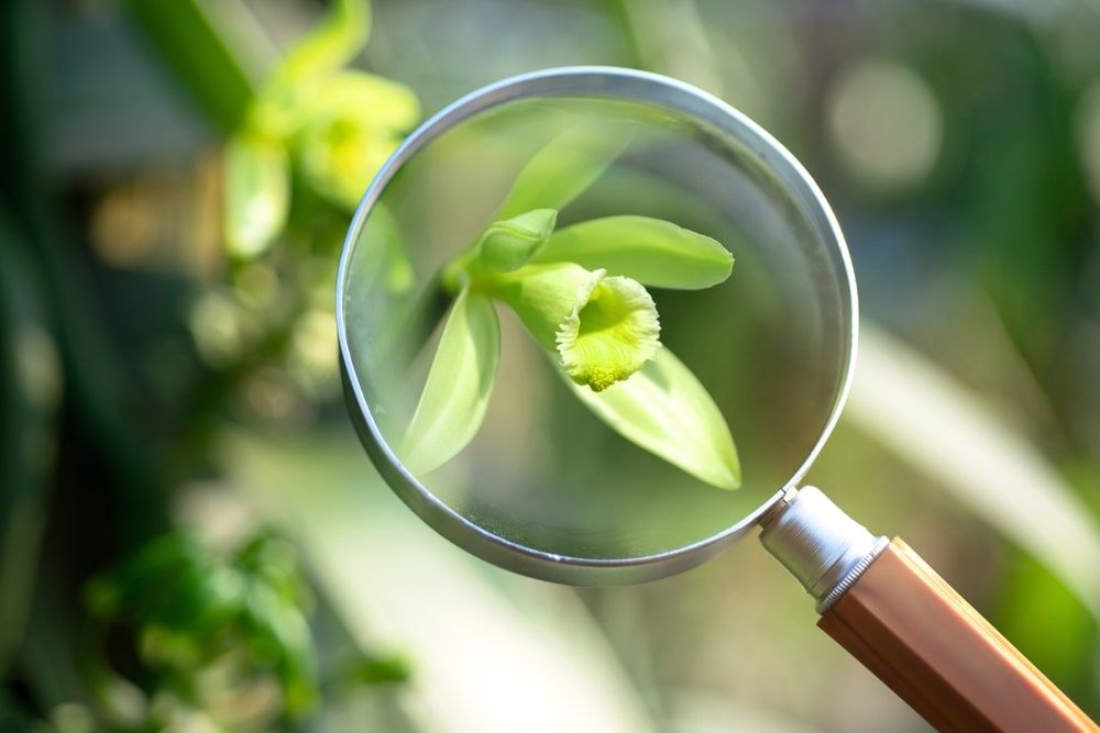 Vanilla flowers through the magnifying glass in plantation