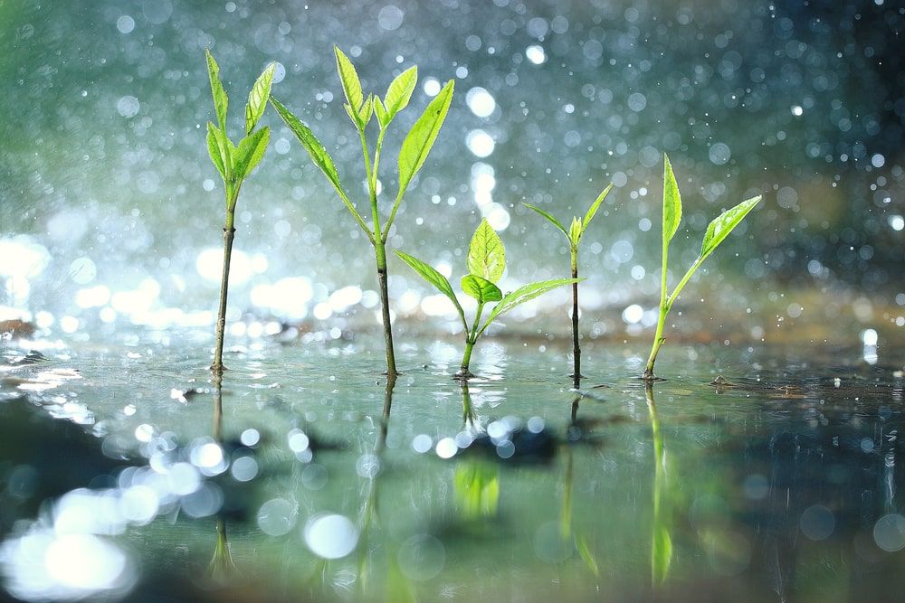 Grass dew rain macro fresh green eco