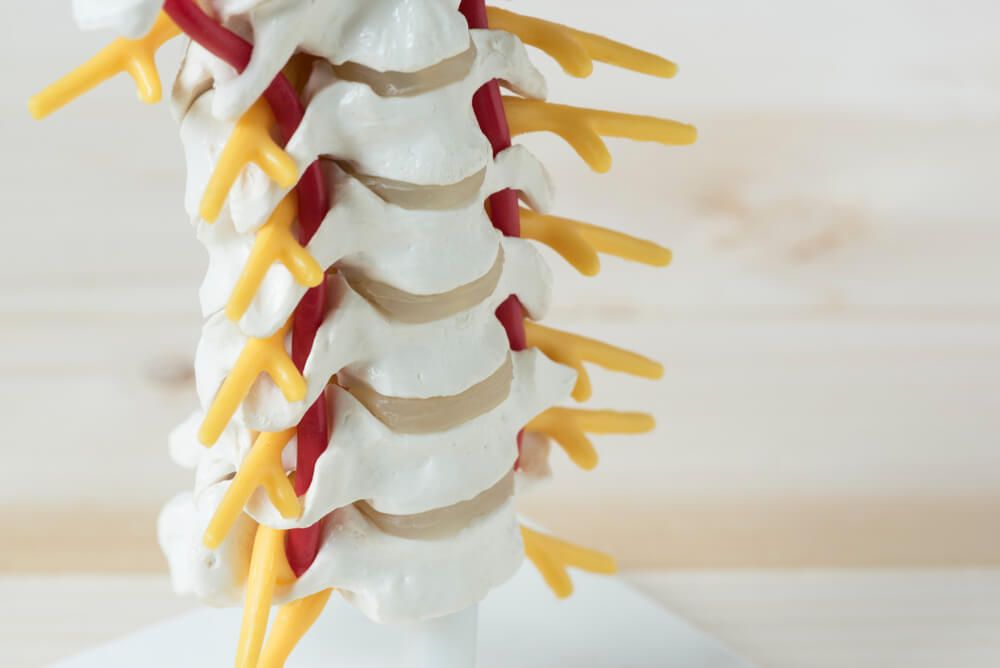 Human cervical spine model