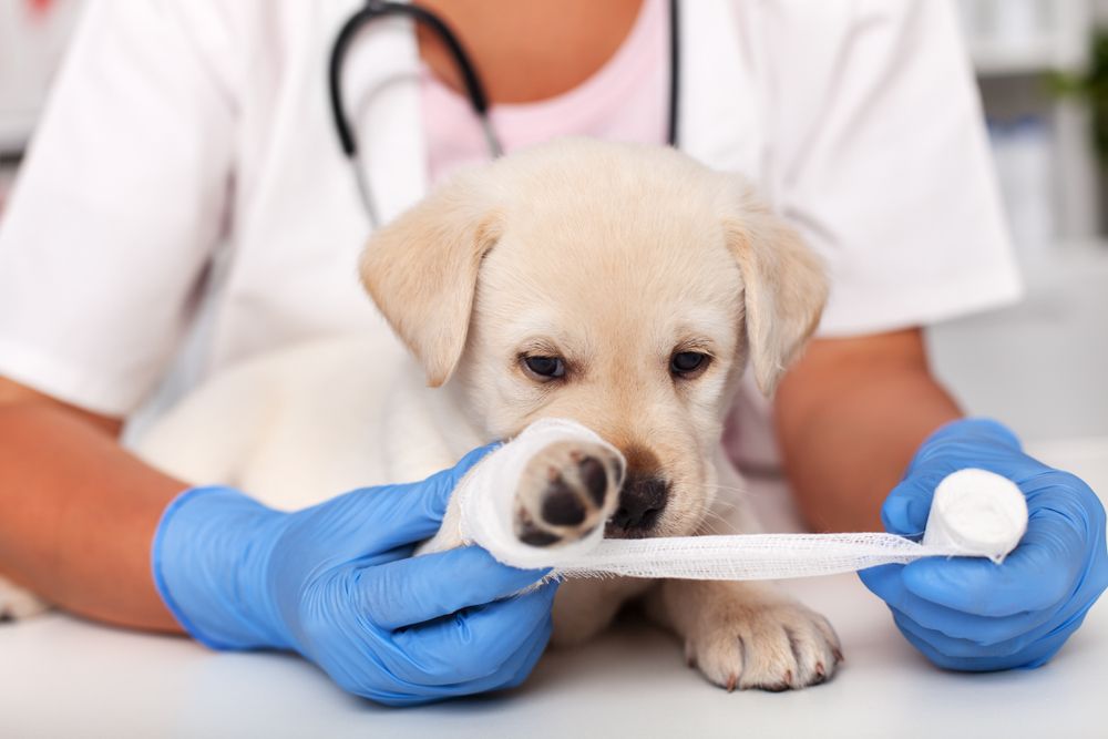 Sad,Puppy,Dog,Having,Its,Paw,Bandaget,At,The,Veterinary