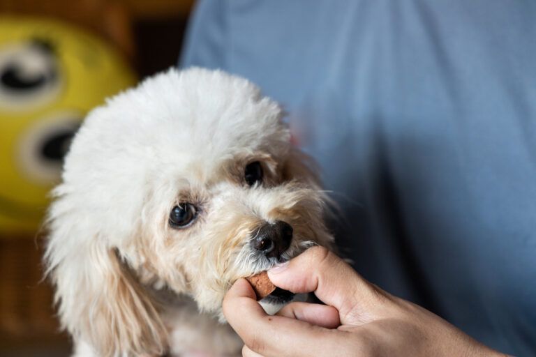 Series,Of,Person,Feeding,Poodle,Pet,Dog,With,Preventive,Heart