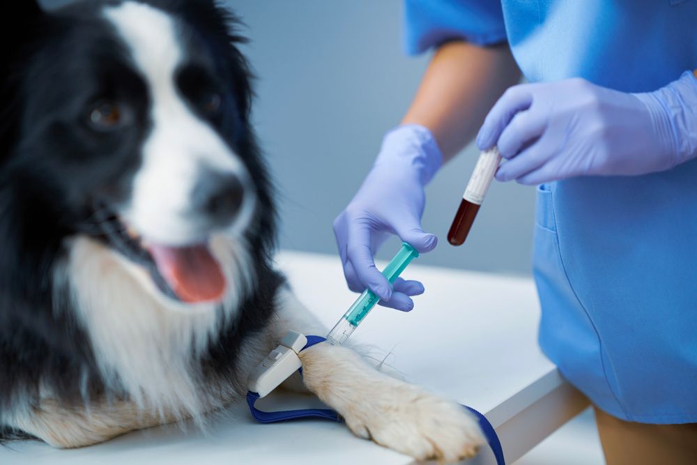 Female,Vet,Taking,Blood,Sample,And,Examining,A,Dog,In