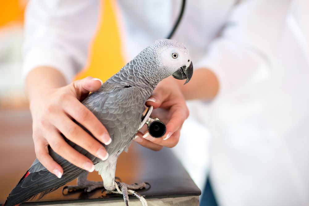 Veterinarian,Examining,Sick,African,Grey,Parrot,With,Stethoscope,At,Vet