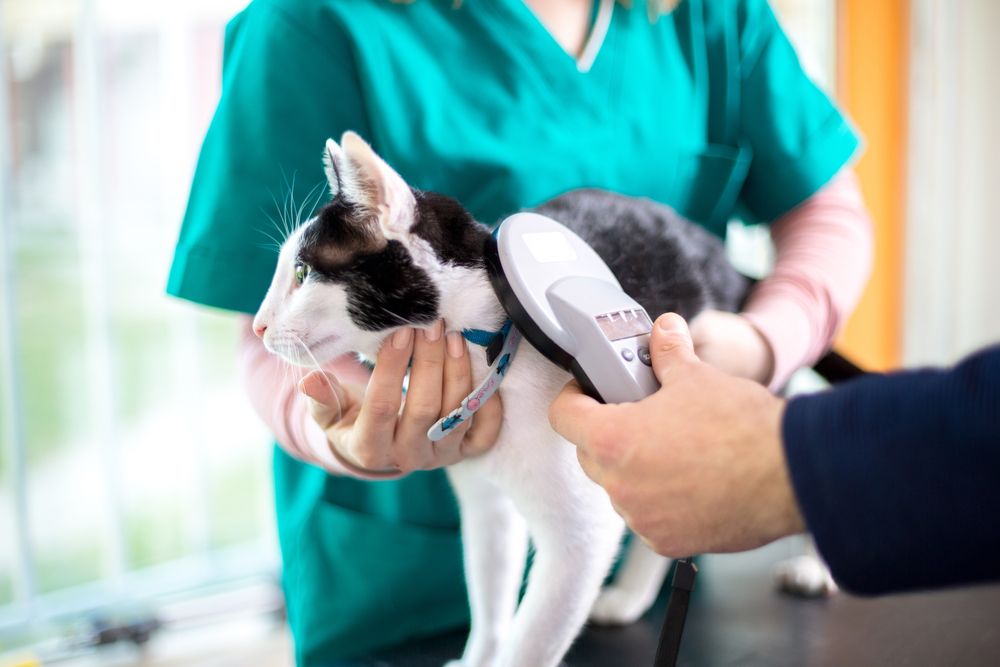 Veterinarian,Checking,Microchip,Of,Cat,In,Vet,Clinic