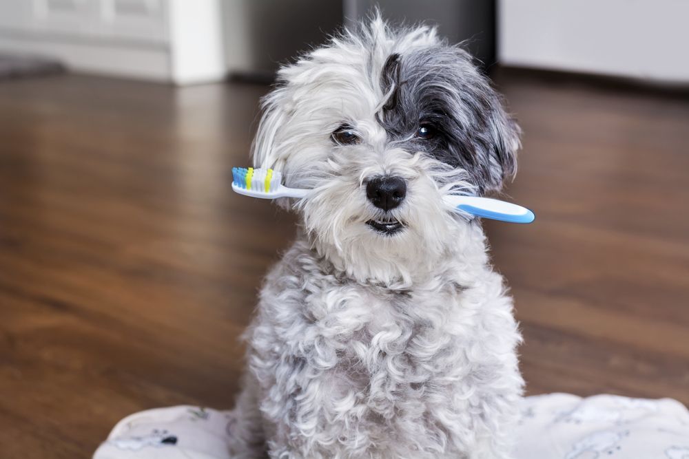 White,Poodle,Dog,With,A,Toothbrush,In,The,Mouth