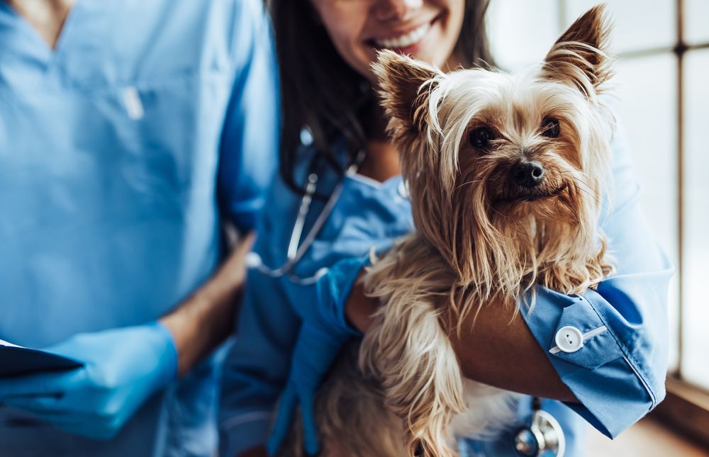 Cropped,Image,Of,Handsome,Doctor,Veterinarian,And,His,Attractive,Assistant