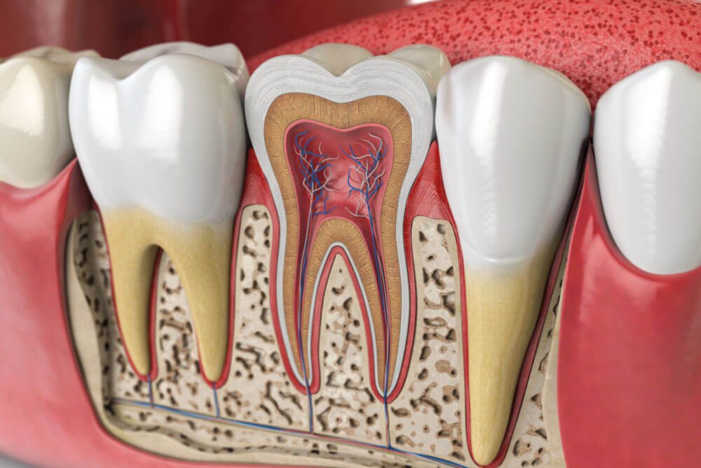 Human teeth anatomy. Cross section of human tooth. 3d illustration