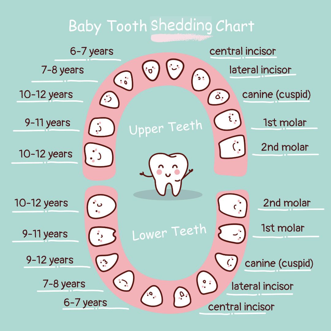 All about baby teeth care: eruption chart, teething, care | Thrive ...