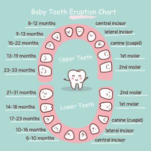 All about baby teeth care: eruption chart, teething, care | Thrive ...