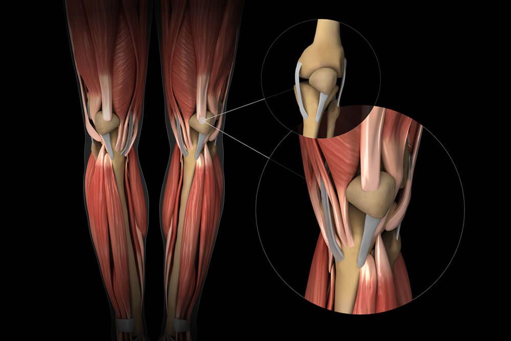 Knee muscle, tendon and cartilage anatomy