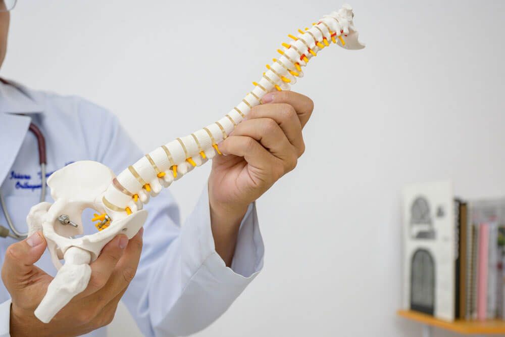 An orthopedic surgeon or therapist is showing a spinal model