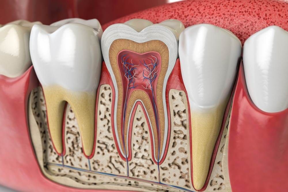 Human teeth anatomy. Cross section of human tooth