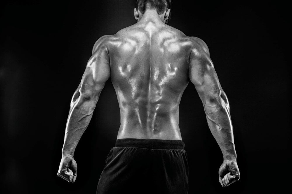 The back view of torso of attractive male body builder