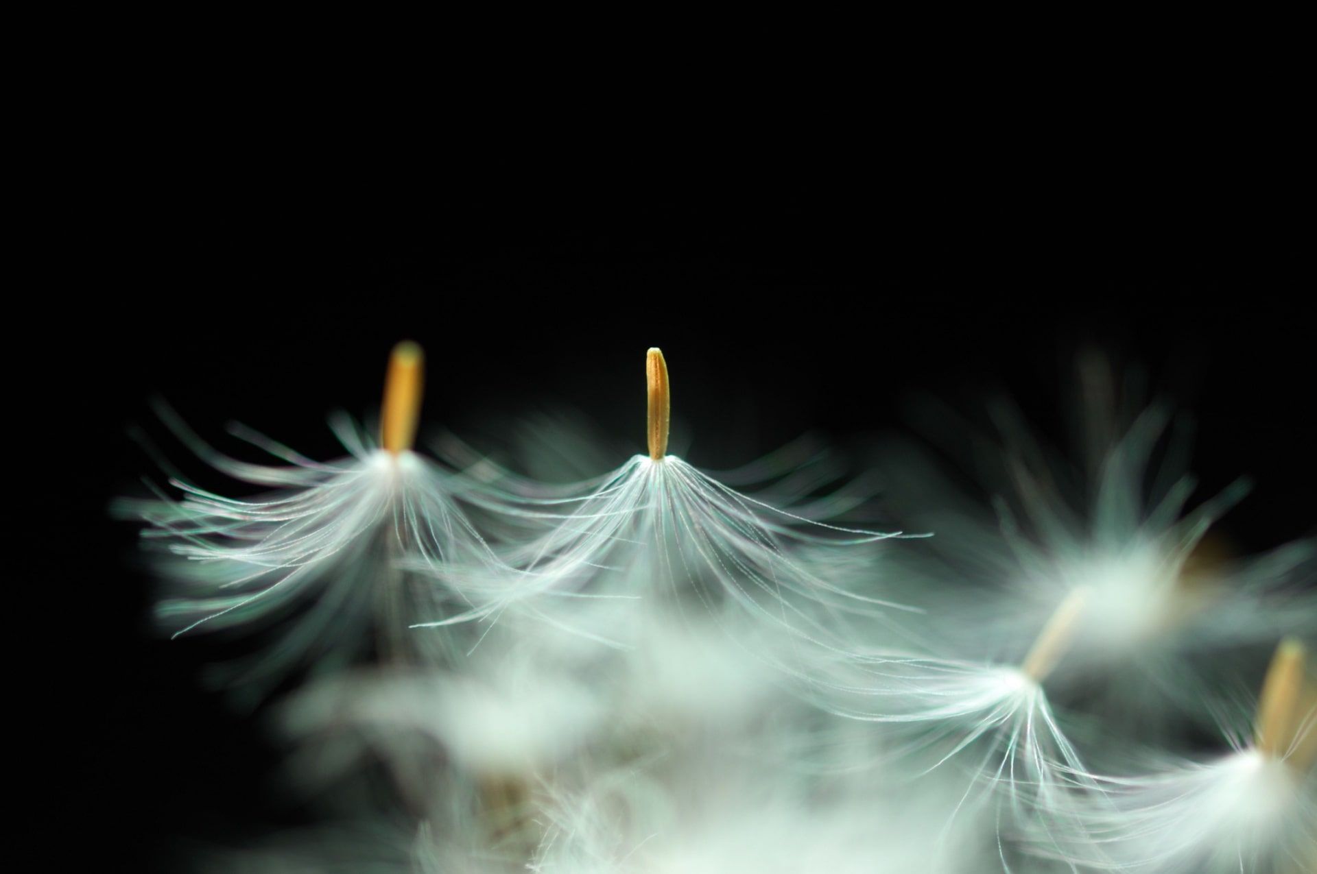 Some dandelion seeds fly away
