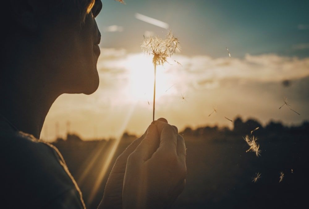 Woman blowing big dandelion flower with sunset light and field in background