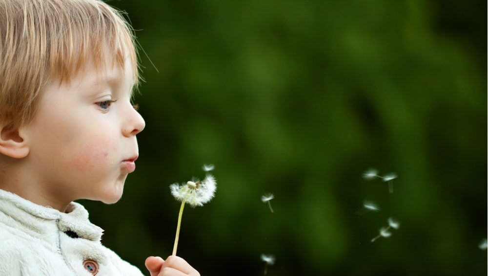 A cute child blowing a dandelion
