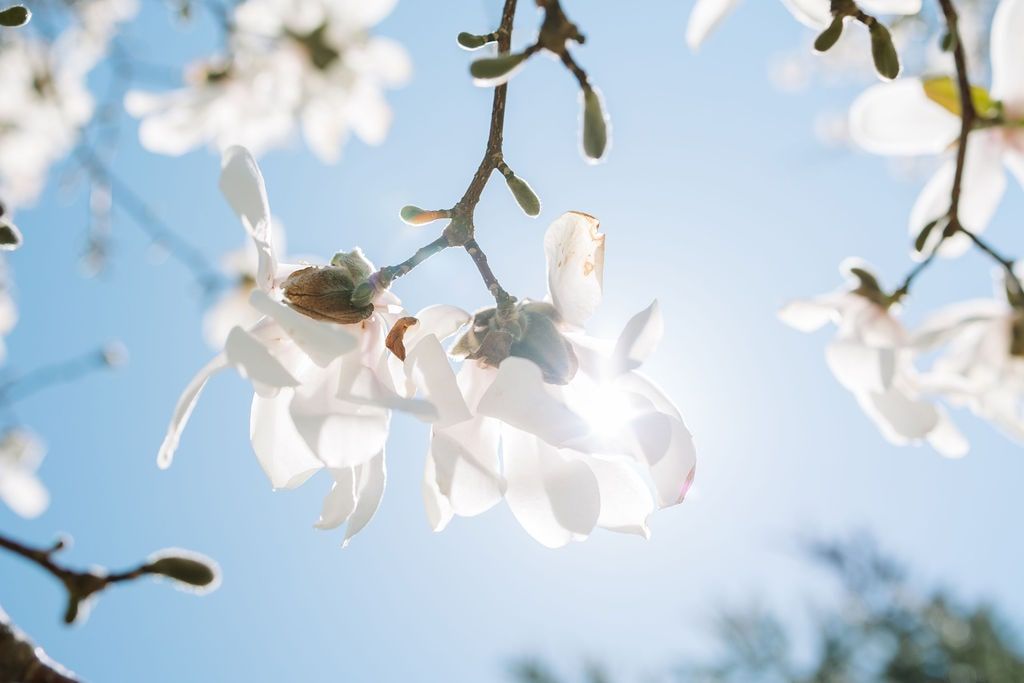 Insurance Guide Allergy & Asthma Associates of Maine