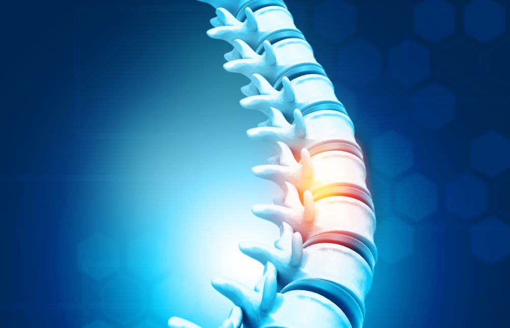 Human Spine Vertebrae Anatomy