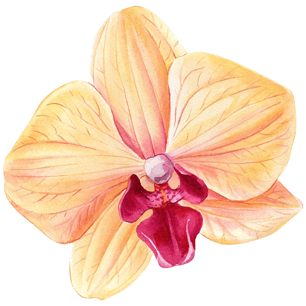 Orchid flower