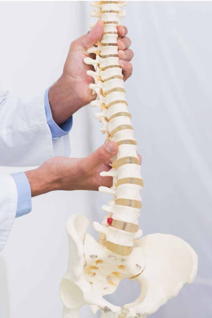 Doctor holding anatomical spine in medical office