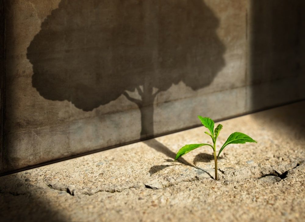 New Green Sprout Plant Growth in Cracked Concrete