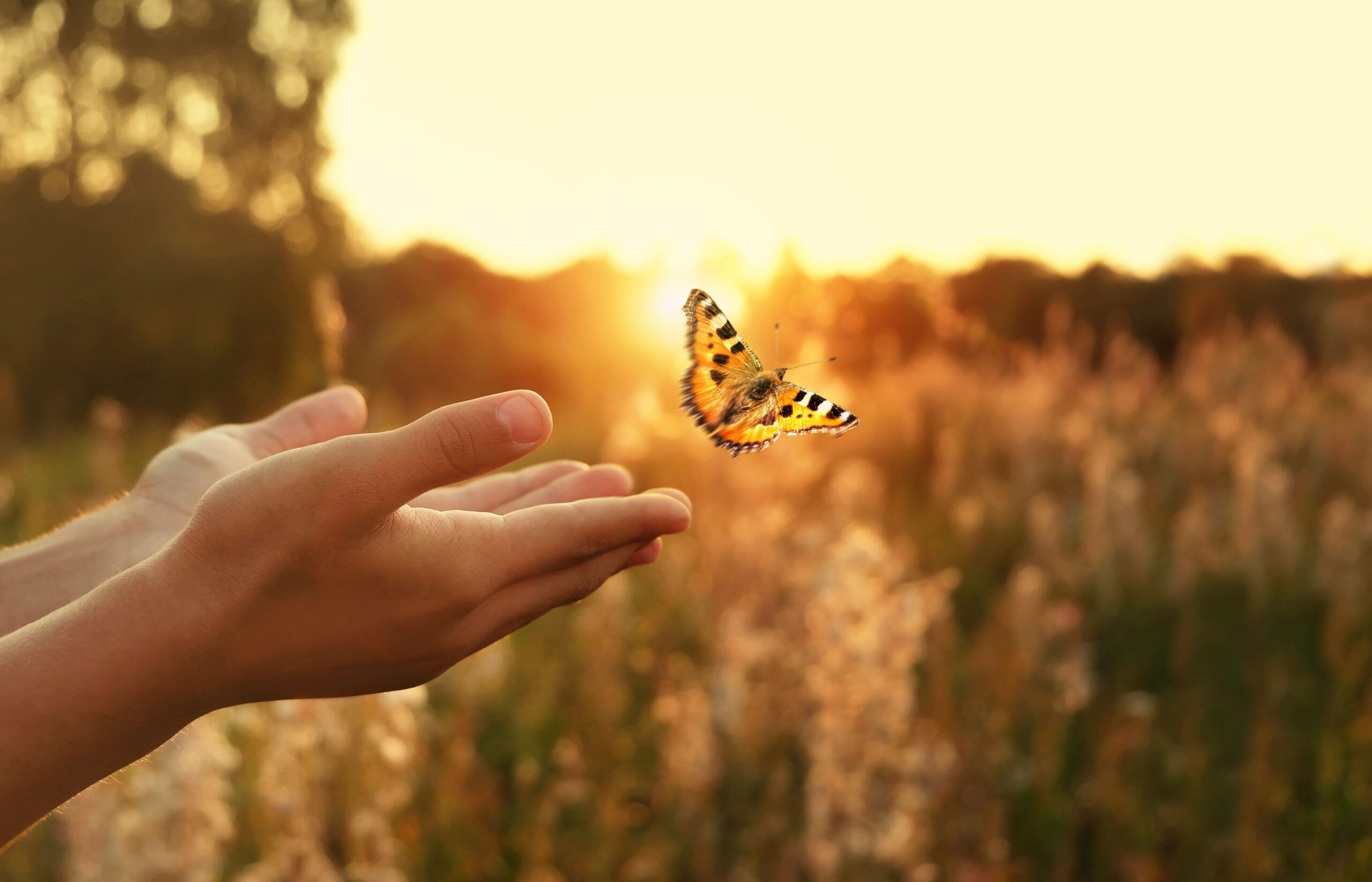 Butterfly Flying Away