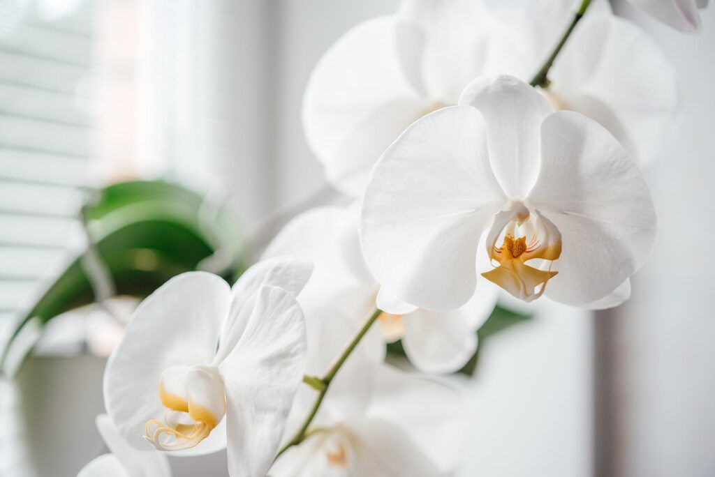 Beautiful white orchid flowers