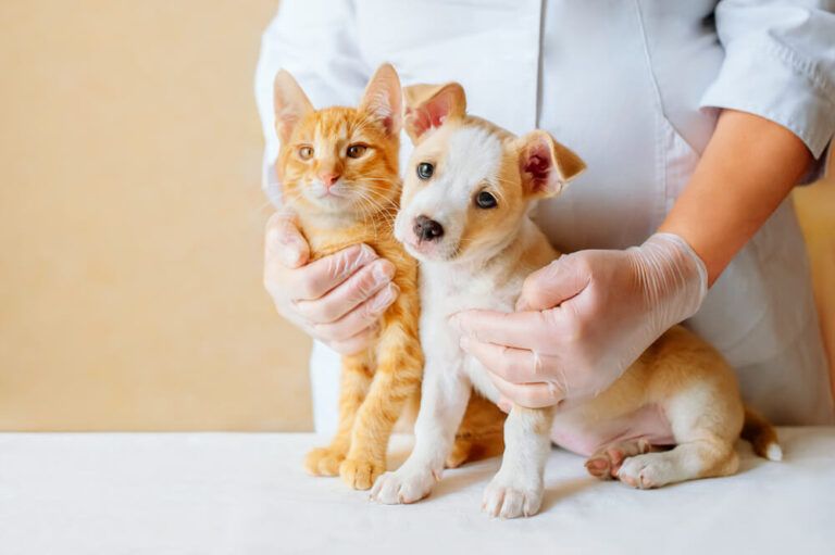 Vet examining dog and cat