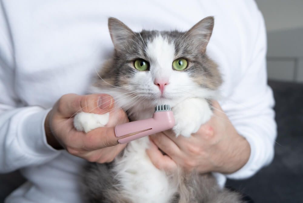 man brushes teeth of a gray cat