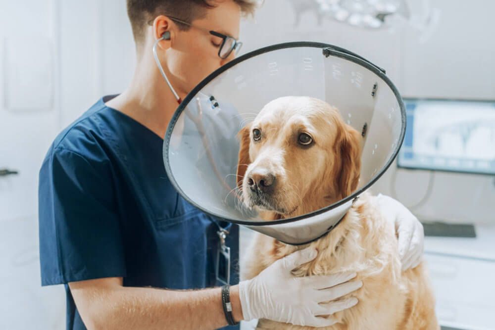 Golden Retriever Wearing an E-Collar