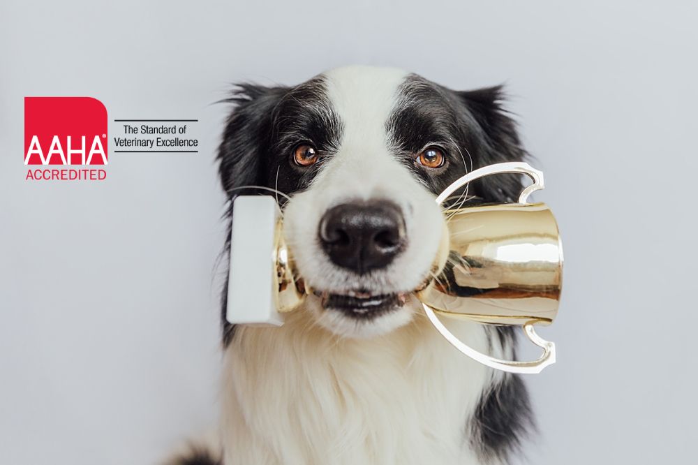 Cute puppy dog border collie holding gold champion trophy