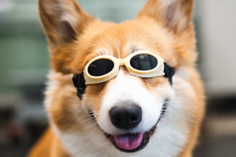 Happy Dog During Laser Therapy