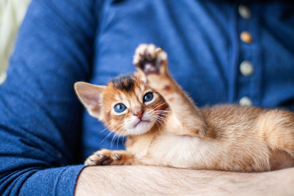 Ruddy Kitten Lying On Mans Hands