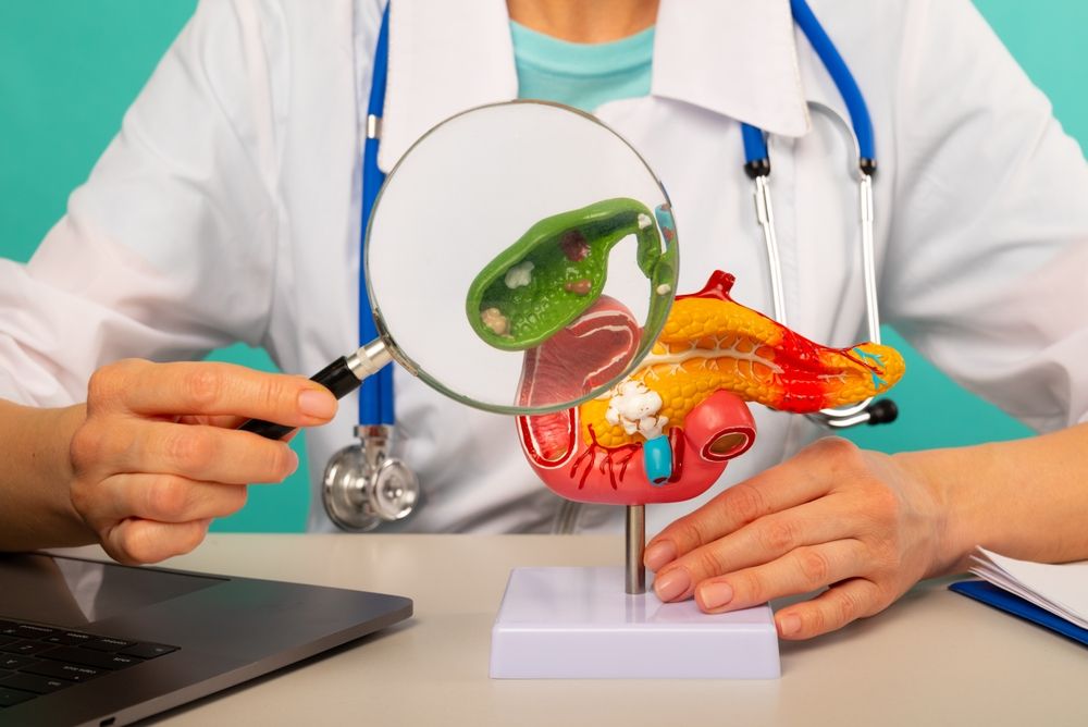 Male Doctor Showing A Model Of Pancreas