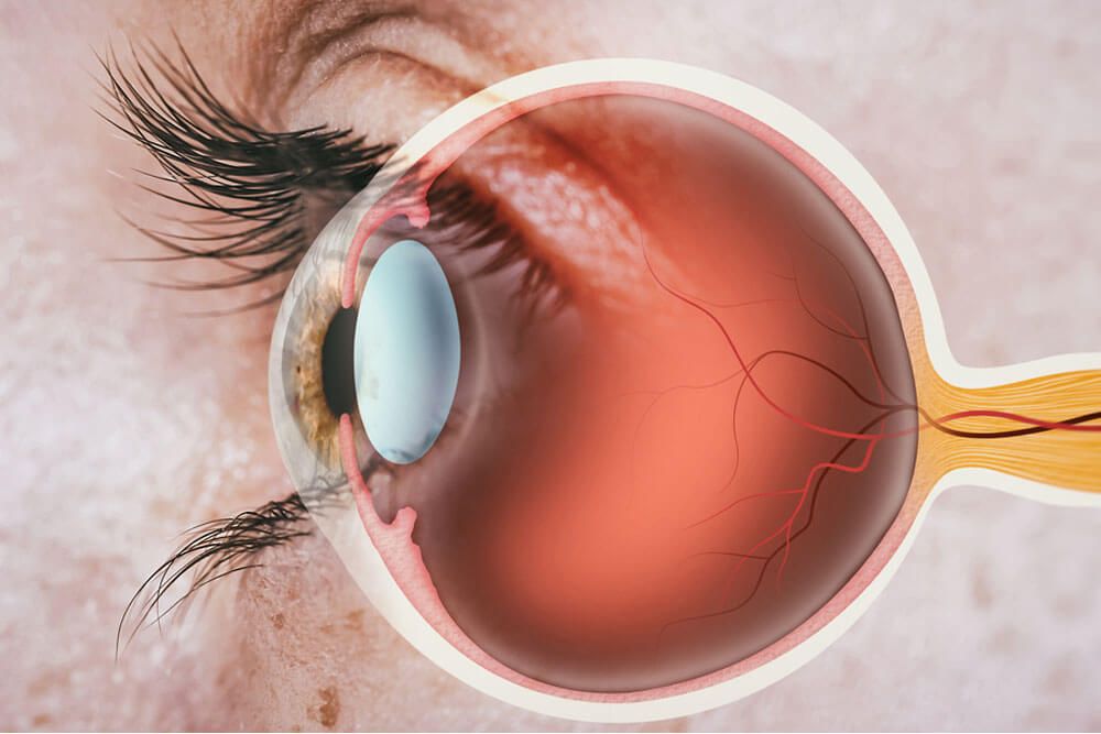 Structure of human eye