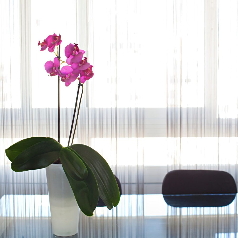 office desk with large window and curtains with sunny light