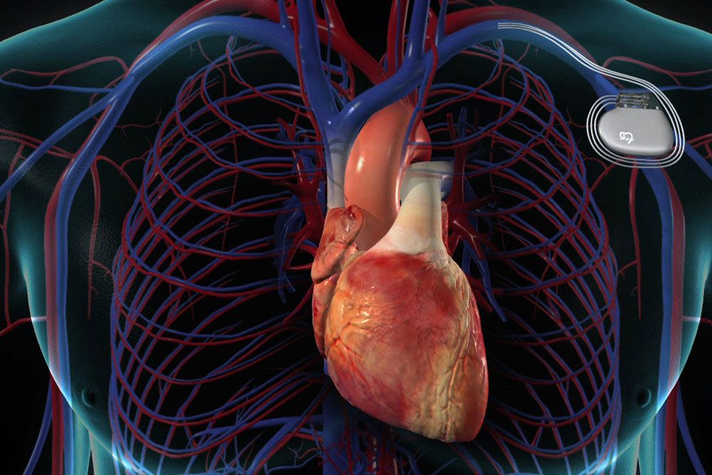 human circulatory system anatomy.3d illustration