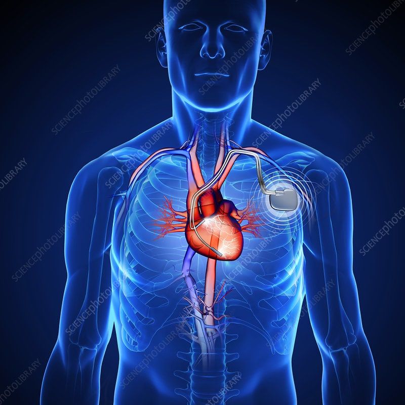 Human Body Organs (Heart).3D