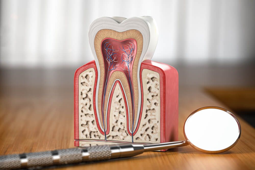 Tooth model cross section with dental mirror