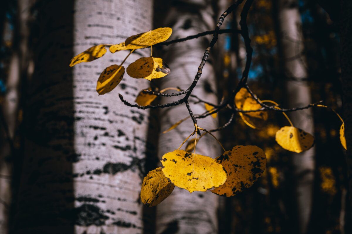 Yellow aspen leaf
