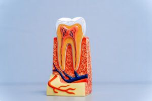 Plastic educational teeth model for dentists.