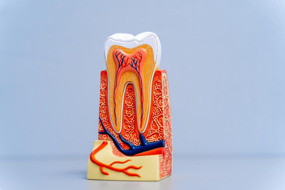 Plastic educational teeth model for dentists.