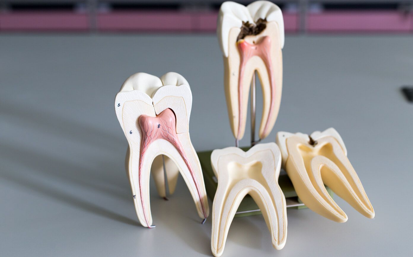 Tooth model for education in laboratory.